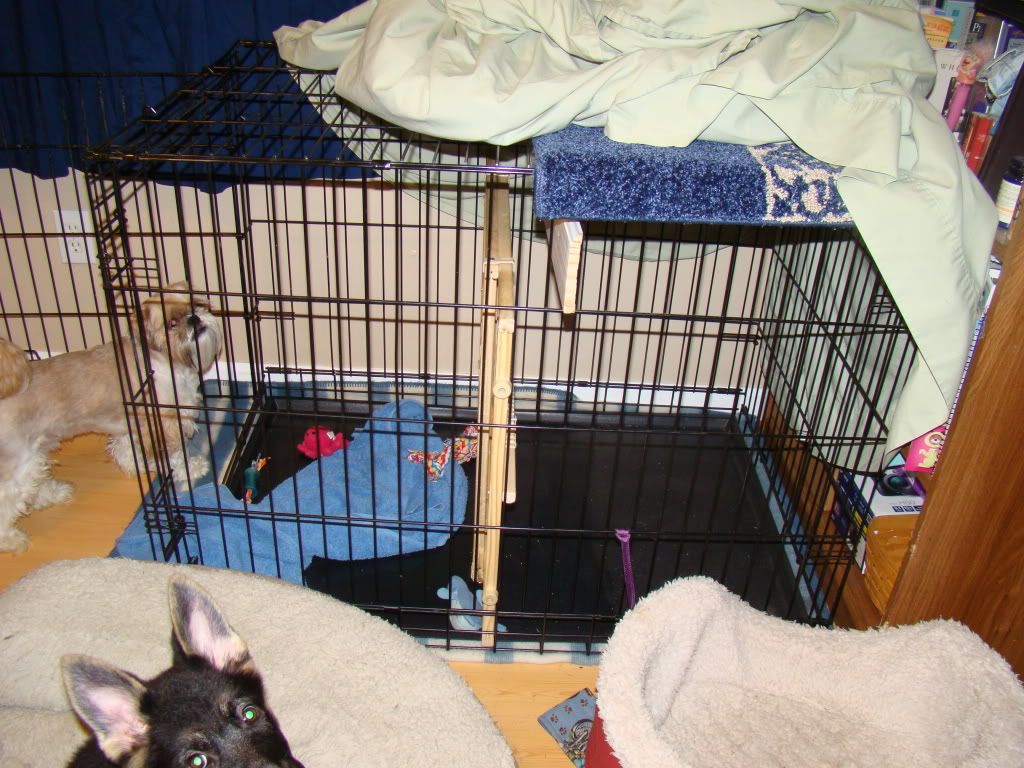Pooping in crate! German Shepherds Forum